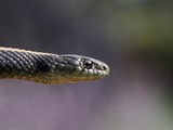 Thamnophis serpent Colubridae garden common snake picture gater Thamnophis_atratus_atratus03