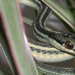 common Colubridae gater Thamnophis serpent picture snake garden Westliche-Strumpfbandnatter-3487