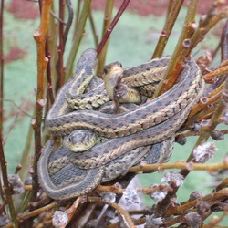 garden gater Colubridae snake Thamnophis serpent common picture Snuggling_garder_snakes_001