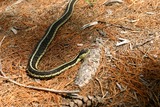 Garder Snake