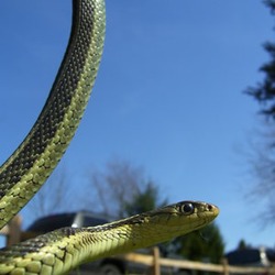 picture serpent garden snake Thamnophis Colubridae gater common Garter_Snake_01