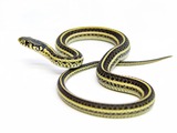 snake gater picture serpent garden common Thamnophis Colubridae Poledancer