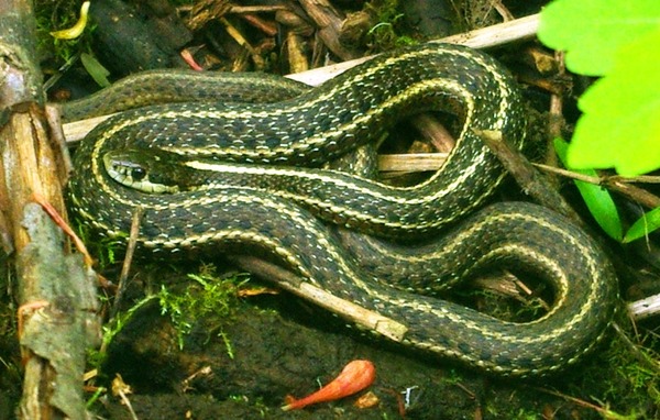 snake serpent common gater Colubridae picture garden Thamnophis Garter_snake_at_Noble_Woods_Park_-_Hillsboro,_Oregon