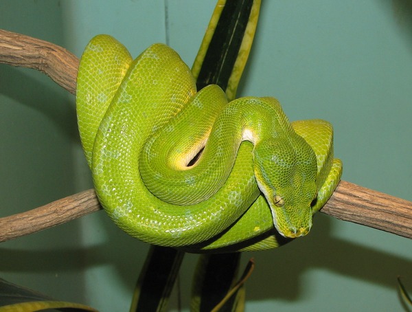 Python Snake piton Pythonidae serpiente serpent serpiente serpent Pythonidae Python piton Snake Green_Tree_Python