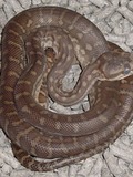 Python serpiente Snake serpent Pythonidae piton Python piton serpiente Snake serpent Pythonidae Morelia_bredli
