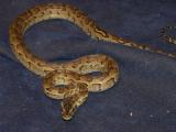 Pythonidae piton serpent serpiente Snake Python Pythonidae serpiente Python piton Snake serpent piton Python serpent Pythonidae serpiente Snake Hiss-medium
