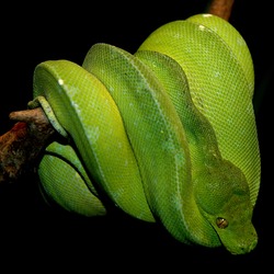 Pythonidae serpent Snake serpiente Python piton Pythonidae Snake piton Python serpent serpiente Gruenebaumpython4cele4