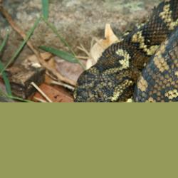 Snake piton serpiente Python Pythonidae serpent Python serpent piton Snake Pythonidae serpiente Carpet_Python_in_Lamington_National_Park,_Queensland,_Australia