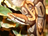 piton Snake serpiente Pythonidae serpent Python Python_royal_35