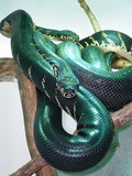 piton serpent Python Pythonidae Snake serpiente piton Pythonidae Snake Python serpiente serpent Adult_pair_of_Morelia_boeleni