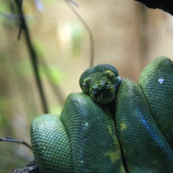 serpiente Python Snake Pythonidae piton serpent Snake Pythonidae serpiente piton serpent Python Melbourne_Zoo_python
