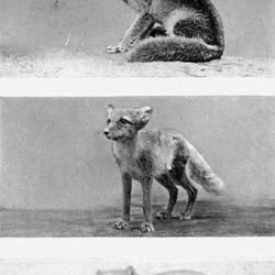 Arctic Fox Polar Picture fur coat changes