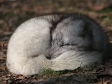 Arctic Fox Polar Picture sleeping Vulpes lagopus