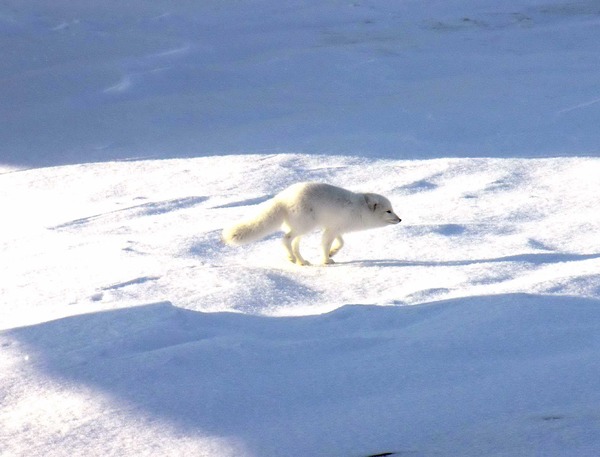 Arctic Fox Polar Picture snow white hunting