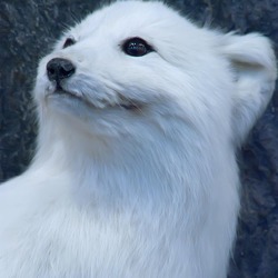 Arctic Fox Polar Picture white portrait (2)