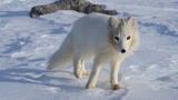 Arctic Fox Photo Gallery