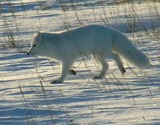 Arctic Fox Photo Gallery