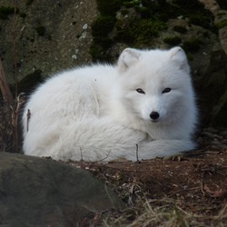 White Arctic Fox Polar Picture Vulpes lagopus