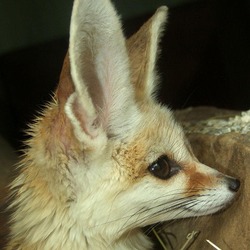 Fennec Fox cute big ear profile