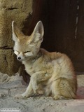 Fennec Fox Photo Gallery