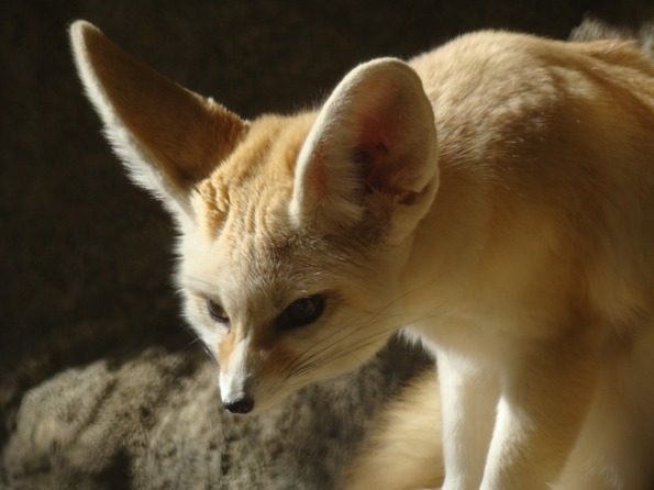 Portrait fennec animal mammal Cut Out Stock Images & Pictures - Alamy