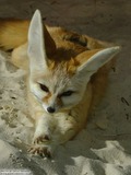 Fennec Fox cute ears curious Vulpes zerda