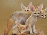 Fennec Fox cute ears curious family