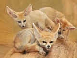 Fennec Fox cute ears family pups