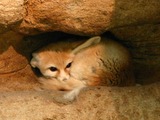 Fennec Fox cute ears hiding Vulpes zerda