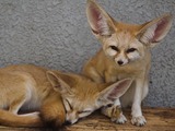 Fennec Fox cute ears kitune