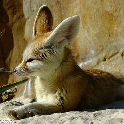 Fennec Fox cute ears majestic Vulpes zerda