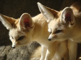 Fennec Fox cute ears pair Vulpes zerda