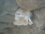 Fennec Fox Photo Gallery