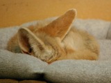 Fennec Fox cute ears pup cub sleeping