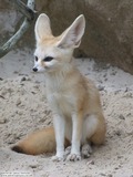 Fennec Fox cute ears sitting Vulpes zerda