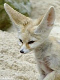 Fennec Fox Photo Gallery