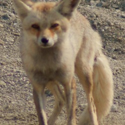 Red Fox Arabian photo