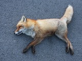 Red Fox Norwegian dead