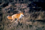 Red Fox Photo Gallery