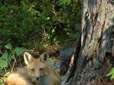 Red Fox awake (Vulpes vulpes)