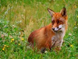 Red Fox grass(Vulpes_vulpes)