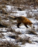 Red Fox Photo Gallery