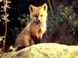 Red Fox pup cub  sitting stone