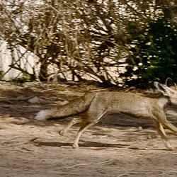 Red Fox running foxx