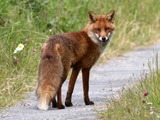 Red Fox trail vulpes vulpe