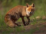 Red Fox wild Vulpes vulpes