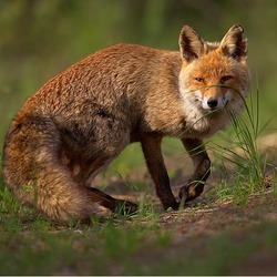 Red Fox wild Vulpes vulpes