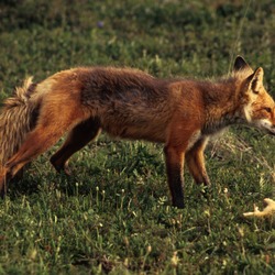 Red Foxx Vulpes vulpes prey