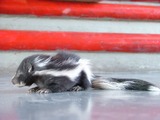 Skunk Photo Gallery