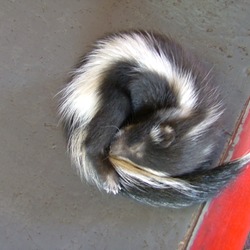 Skunk Baby_skunk_Sonic Mephitidae Mofeta